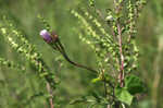 Cotton morning-glory